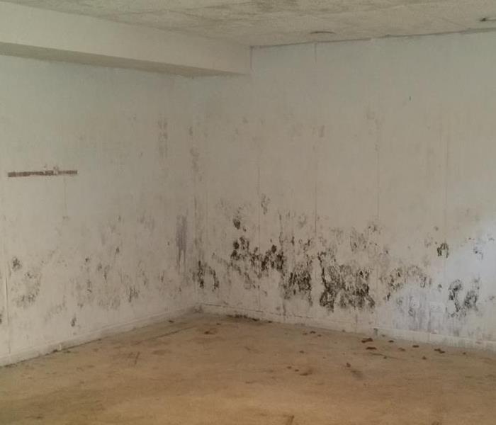 mold growth on a white wall in a basement. 